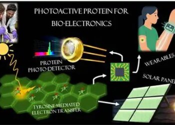 Scientists discover natural protein that could change the future of electronic materials