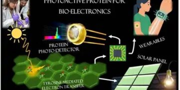 Scientists discover natural protein that could change the future of electronic materials