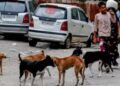 Stray dogs issue: Government accuses AAP of spreading misinformation, FIR registered
