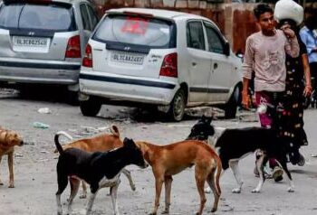 Stray dogs issue: Government accuses AAP of spreading misinformation, FIR registered