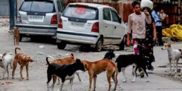 Stray dogs issue: Government accuses AAP of spreading misinformation, FIR registered