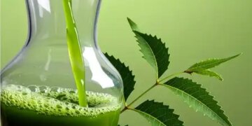 Sweet properties of bitter neem: benefits and precautions of consuming leaf juice