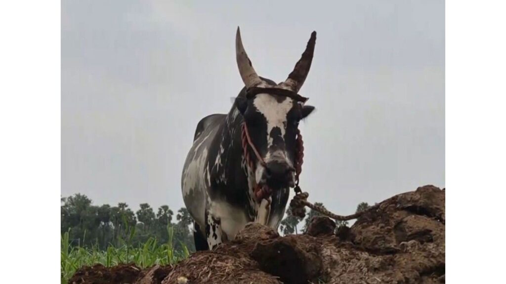 Tamil Nadu: One elderly man killed, 27 injured in bull race during Pongal festival in Vellore