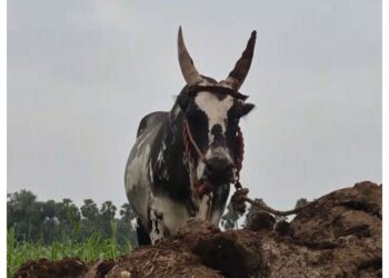 Tamil Nadu: One elderly man killed, 27 injured in bull race during Pongal festival in Vellore
