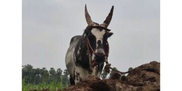 Tamil Nadu: One elderly man killed, 27 injured in bull race during Pongal festival in Vellore