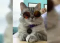 This cat will blow your mind, it is trending on social media, has more than 40 lakh followers