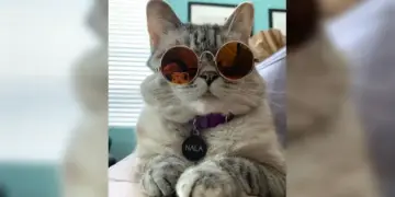 This cat will blow your mind, it is trending on social media, has more than 40 lakh followers
