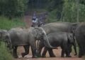 Wild elephant terror in Jharkhand, seven people including three members of the same family died