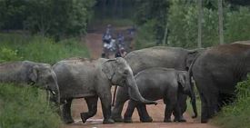 Wild elephant terror in Jharkhand, seven people including three members of the same family died