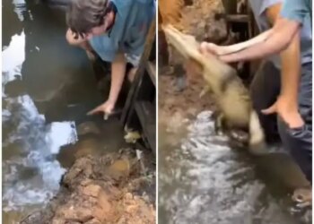 A live crocodile came into the hands of an innocent child while playing in water, you will be blown away after watching the viral video
