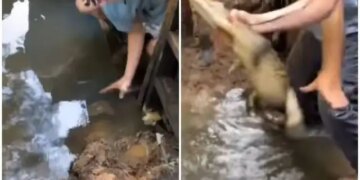 A live crocodile came into the hands of an innocent child while playing in water, you will be blown away after watching the viral video