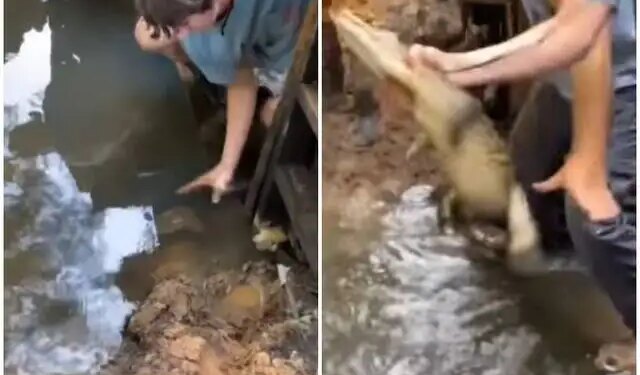 A live crocodile came into the hands of an innocent child while playing in water, you will be blown away after watching the viral video