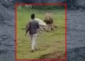 A man went near a roaring lion and started making a video, then watching the video of what happened next, your soul will tremble