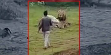 A man went near a roaring lion and started making a video, then watching the video of what happened next, your soul will tremble