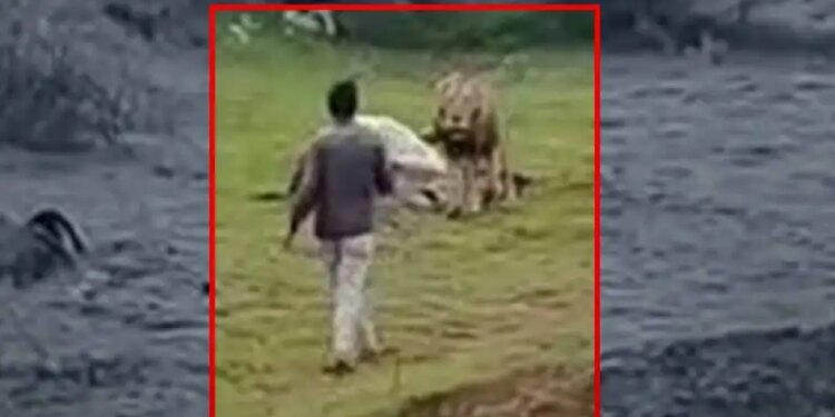 A man went near a roaring lion and started making a video, then watching the video of what happened next, your soul will tremble