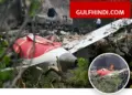 Air India Flight 171 Crash Update: Investigating agency termed reports of pilot error as wrong, report yet to come