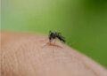 Bangladesh: Dengue havoc continues, 14 cases reported in 24 hours