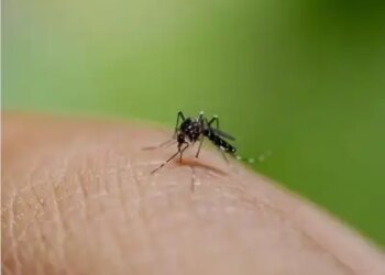 Bangladesh: Dengue havoc continues, 14 cases reported in 24 hours