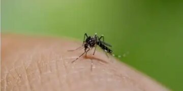 Bangladesh: Dengue havoc continues, 14 cases reported in 24 hours