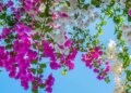 Bougainvillea flower: Not only beautiful, but also a treasure of medicinal properties, beneficial from stem to root.