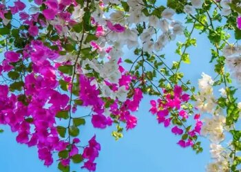 Bougainvillea flower: Not only beautiful, but also a treasure of medicinal properties, beneficial from stem to root.