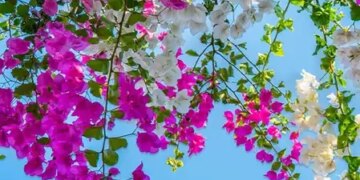 Bougainvillea flower: Not only beautiful, but also a treasure of medicinal properties, beneficial from stem to root.