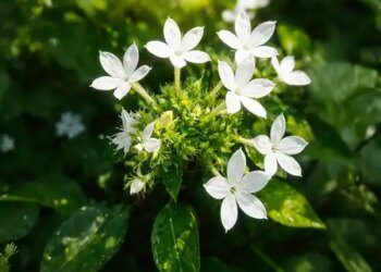 Chitrak is a very effective and powerful herb, beneficial in diseases ranging from digestion to respiratory diseases.