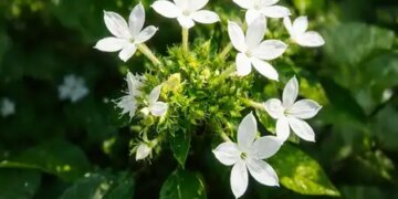 Chitrak is a very effective and powerful herb, beneficial in diseases ranging from digestion to respiratory diseases.