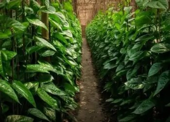 Desavari paan is full of medicinal properties, relieves stomach problems and gives peace to the mind.