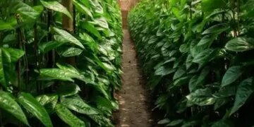 Desavari paan is full of medicinal properties, relieves stomach problems and gives peace to the mind.