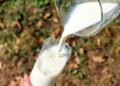 Drinking cow's milk after exercise strengthens bones, it is possible to prevent fractures in old age: Report