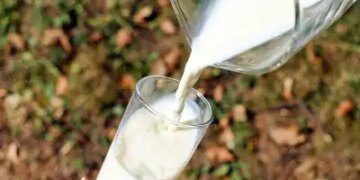 Drinking cow's milk after exercise strengthens bones, it is possible to prevent fractures in old age: Report