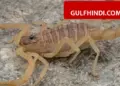 Extremely poisonous scorpion found in Hail, Saudi Arabia, there is a danger of breathing if bitten, research revealed