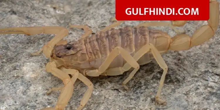 Extremely poisonous scorpion found in Hail, Saudi Arabia, there is a danger of breathing if bitten, research revealed