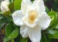 Gandharaj which looks like a rose is beneficial, know its benefits
