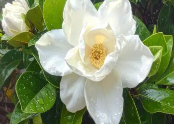 Gandharaj which looks like a rose is beneficial, know its benefits