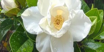 Gandharaj which looks like a rose is beneficial, know its benefits