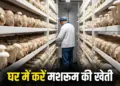 Golden opportunity to earn money sitting at home! Start mushroom farming from empty room, earn lakhs every month
