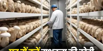 Golden opportunity to earn money sitting at home! Start mushroom farming from empty room, earn lakhs every month