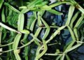 Hadjod: Has the problem increased due to bone disease? This plant will provide relief