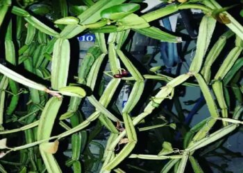 Hadjod: Has the problem increased due to bone disease? This plant will provide relief
