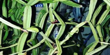 Hadjod: Has the problem increased due to bone disease? This plant will provide relief