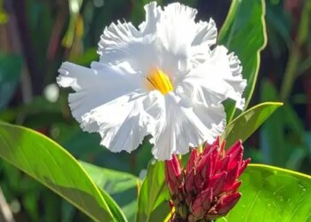 Kevkand: Medicinal properties are hidden in the stem, root and leaves, it will cure physical weakness.