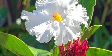 Kevkand: Medicinal properties are hidden in the stem, root and leaves, it will cure physical weakness.