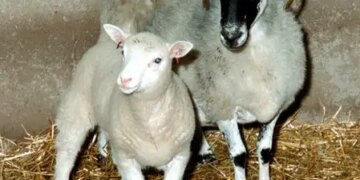 Little 'Dolly' had changed the direction of science, hope was born from a 'cell'
