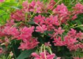Madhumalati: This beautiful looking plant is very beneficial, provides relief from cough and menstrual pain.