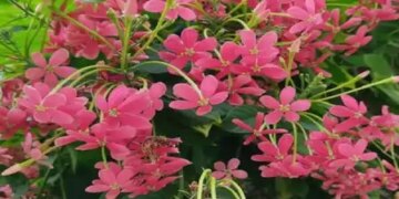 Madhumalati: This beautiful looking plant is very beneficial, provides relief from cough and menstrual pain.