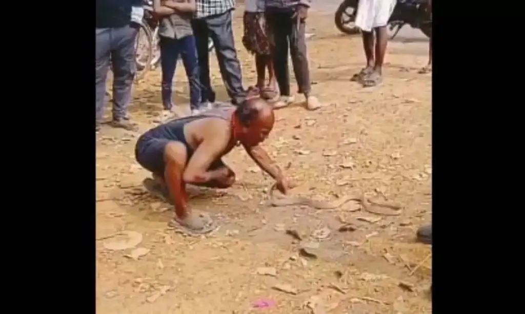 Man shows new style of courage, video of picking up poisonous cobra with mouth goes viral