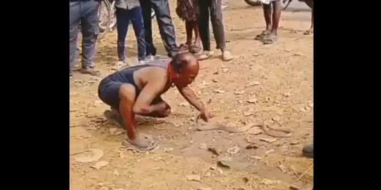 Man shows new style of courage, video of picking up poisonous cobra with mouth goes viral