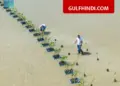 Red Sea Global’s big work in Saudi, 5,000 red mangrove saplings planted in Al Wazah Lagoon
